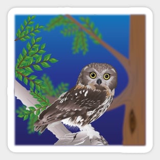 Northern Saw-whet Owl Sticker